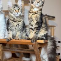 Maine Coon cucciola