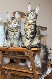 Maine Coon cucciola