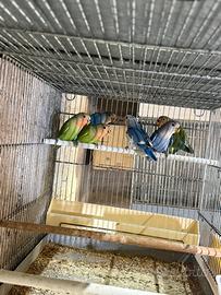 Inseparabili