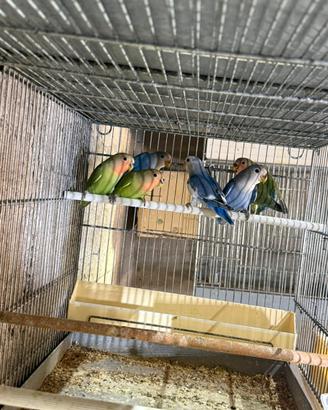 Inseparabili