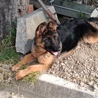 Cucciola di pastore tedesco