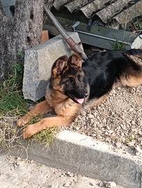 Cucciola di pastore tedesco