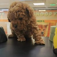 Cuccioli di barboncini mini