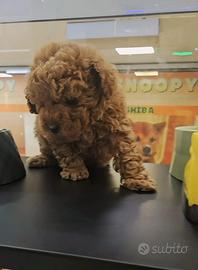 Cuccioli di barboncini mini