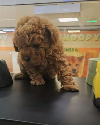Cuccioli di barboncini mini