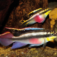 Pelvicachromis pulcher subadulti