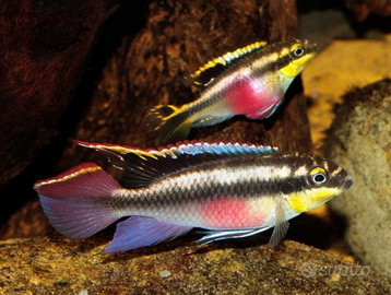 Pelvicachromis pulcher subadulti