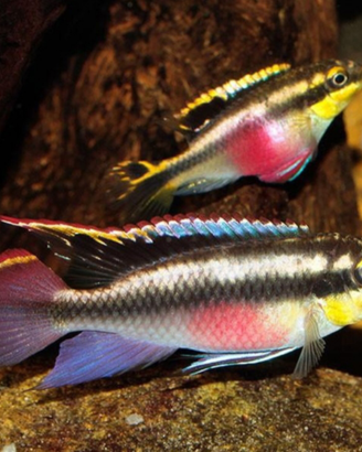 Pelvicachromis pulcher subadulti