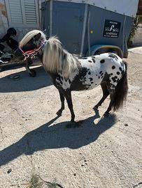 Pony Falabella