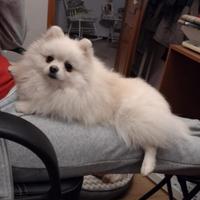 Volpina di Pomerania