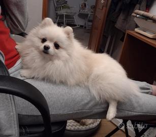 Volpina di Pomerania