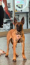 Malinois