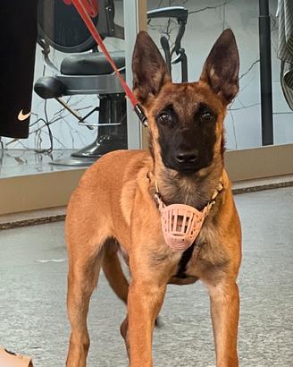 Malinois