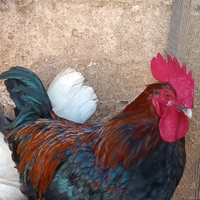 Gallo Marans