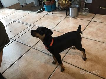 Pinscher nero focato taglia piccola