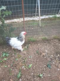 Gallo