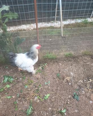 Gallo
