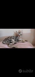 Gattina Fluffy