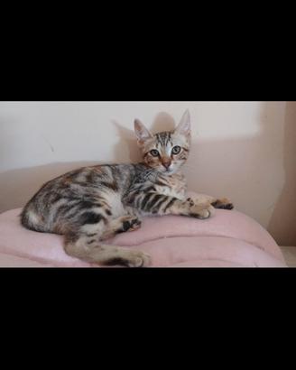 Gattina Fluffy