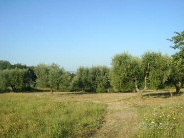 Terreno nella maremma toscana