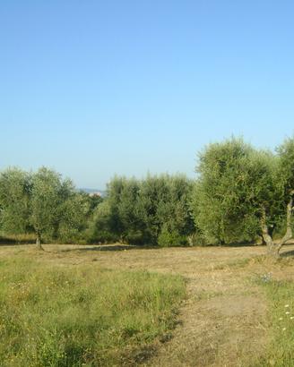 Terreno nella maremma toscana