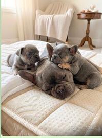 Bimbe bulldog francese