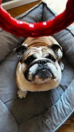 Bull dog inglese 12 mesi