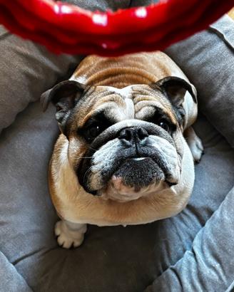 Bull dog inglese 12 mesi