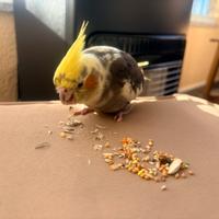 Calipsite adulte e piccoli