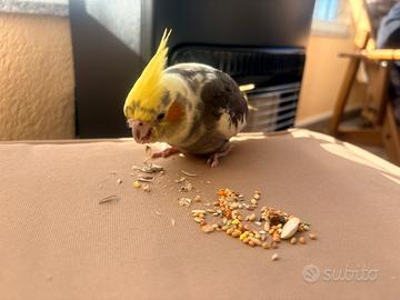 Calipsite adulte e piccoli