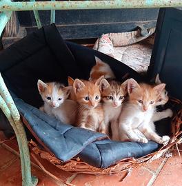 In adozione 4 gattini tenerissimi