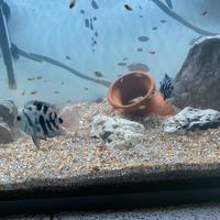 Una coppia polar parrot pesce 30