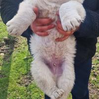Cuccioli Pastore del Caucaso