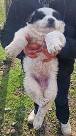 Cuccioli Pastore del Caucaso