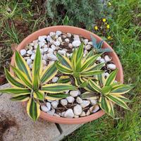 Agave lophantha 'Quadricolor' (o Agave univitta)