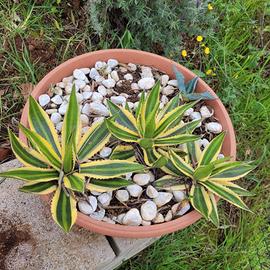 Agave lophantha 'Quadricolor' (o Agave univitta)