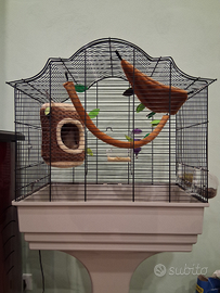 Coppia di petauri dello zucchero