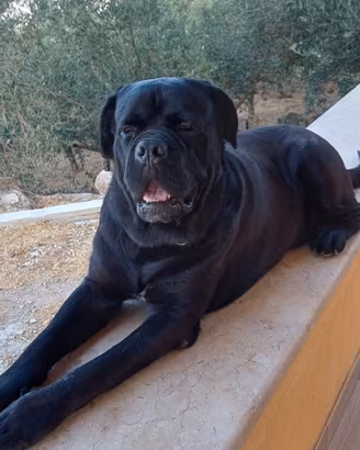 Splendidi cuccioli di Cane Corso