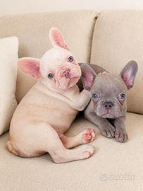 Bulldog francesi lilac