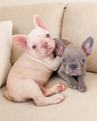 Bulldog francesi lilac