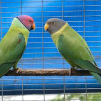 Parrocchetto testa di prugna