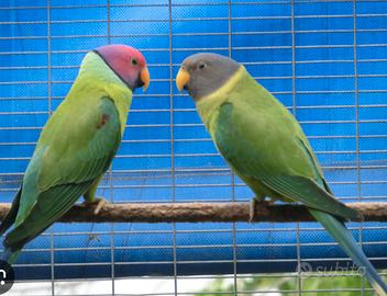 Parrocchetto testa di prugna