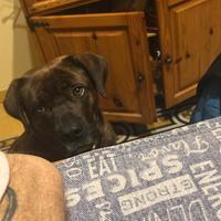 Cane corso
