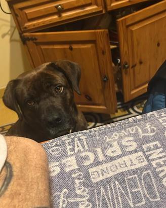Cane corso