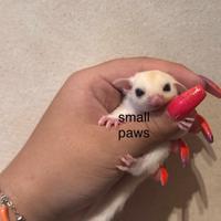 Cuccioli di Petauro Dello Zucchero