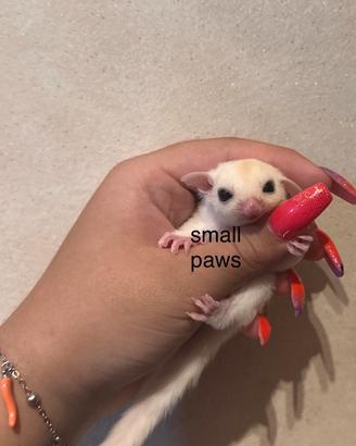 Cuccioli di Petauro Dello Zucchero