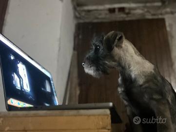 Cuccioli SCHNAUZER MEDI SALE E PEPE