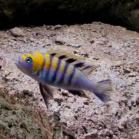 Ciclidi mbuna Cynotilapia afra cobue f2