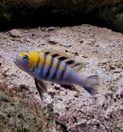 Ciclidi mbuna Cynotilapia afra cobue f2