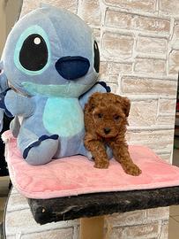 Cucciola barboncino nano